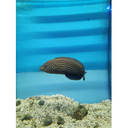 Anampses lineatus